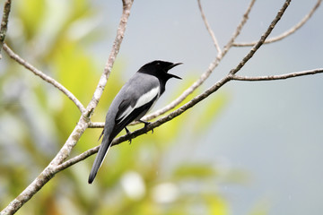 McGregor's Cuckooshrike (Coracina polioptera) in Philippines