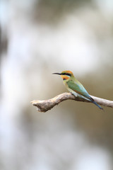 Rainbow Bee-eater (Merops ornatus) in Australia