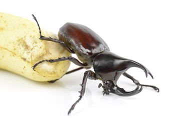 Beetle,Rhinoceros beetle, Rhino beetle, Hercules beetle
