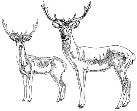 Hand drawn deers. Vector illustration.