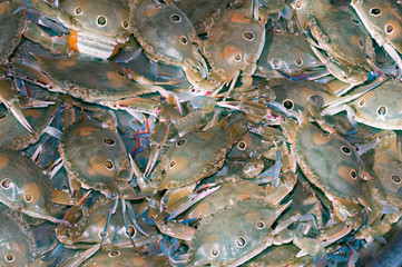 Sand crab of Phu Quoc Island