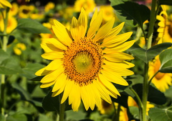 Sunflower