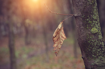 Autumn leaf on branch at sunset