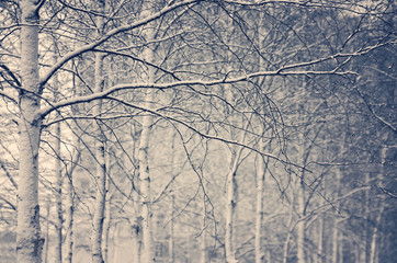 Obraz premium Winter background with snow-covered birch trees in vintage style