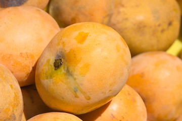 mangue José © Unclesam
