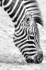 Obraz na płótnie Canvas Laughing Zebra