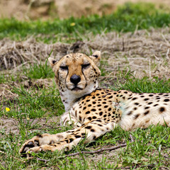 Cheetah