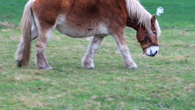 Pferd, Arbeitspferd auf der Koppel 