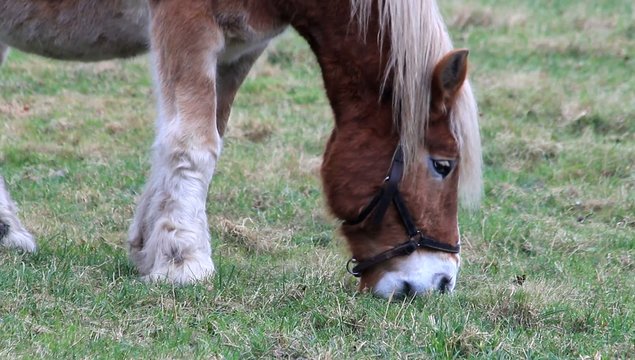 Pferd, Arbeitspferd auf der Koppel 
