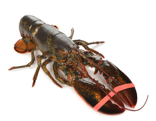 Raw lobster
