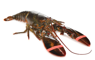 Raw lobster