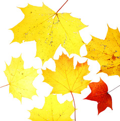 autumn leaves maple herbarium isolated october