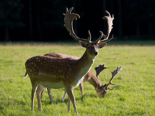 Fallow deer