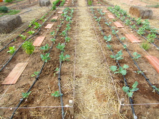 field with  vegetable seedlings