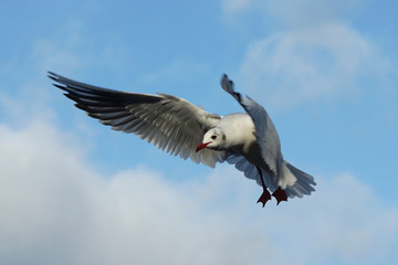Fototapeta premium Black-headed Gull, Chroicocephalus ridibundus