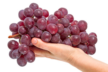 Large red grapes in the palm