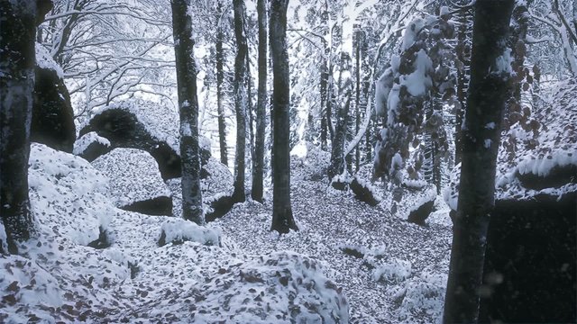 bosco di castagni sotto la neve