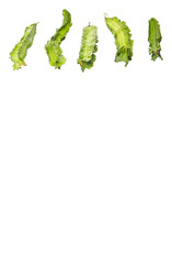 Winged bean vegetable over white background