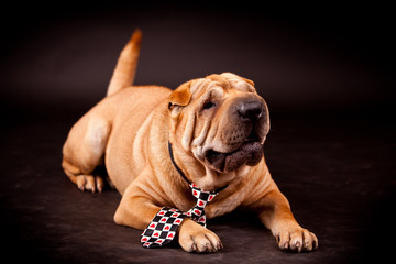 Sharpei dog in studio
