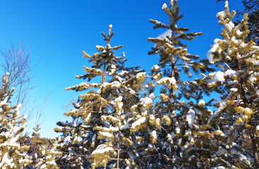 Snow covered pine trees against the blue sky