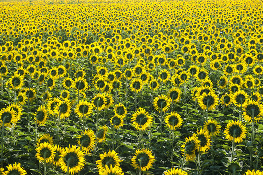Beautiful Sunflower field  for background picture