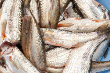 Pesciolini  freschi eviscerati  