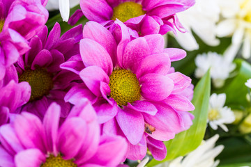 Chrysanthemum flower in the garden