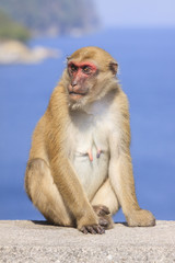 full body of female natural wild Rhesus macaque monkey sitting o