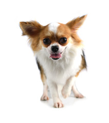 Chihuahua on a white background