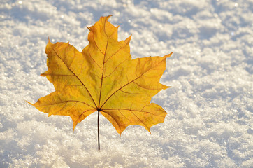 Кленовый лист на снегу.