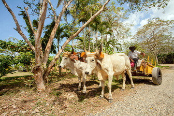 Ochsenkarren in Costa Rica