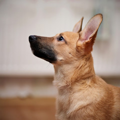 Portrait of a beige puppy.