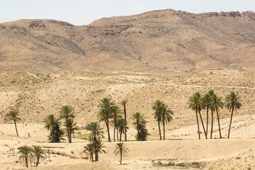 an oasis in the Atlas Mountains