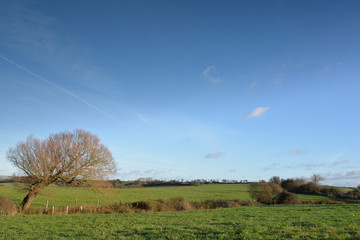 Fototapeta premium campagne