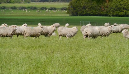 Australian sheep on the fields of Victoria in Australia