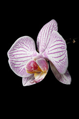 Fototapeta na wymiar Low key blooming orchid