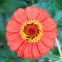 Red Zinnia flower