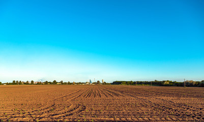 Fototapeta premium Beautiful plants in a field