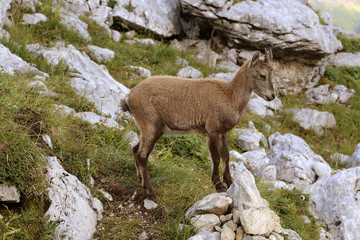 Bouquetin