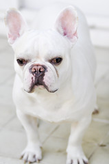 a white French bulldog's looking to something