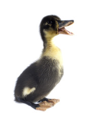 Obraz premium Funny black Duckling