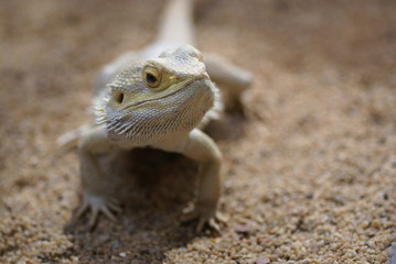 Bartagame