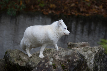 Obraz na płótnie Canvas Polarfuchs