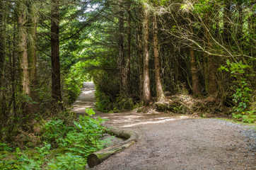Fototapeta premium Curving Forest Path