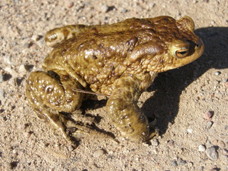 Common toad