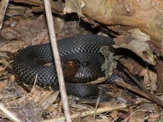 Coiled up black viper