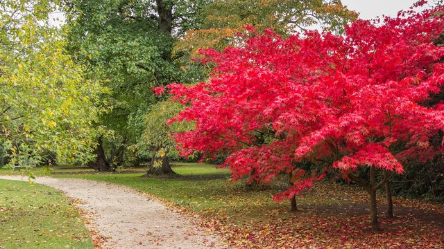 Japanese maple tree in a park in Cambridge UK