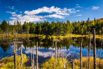 Marshy pond in White Mountain National Forest, New Hampshire.