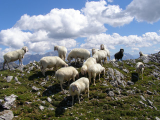 Herd of sheep in the Alps