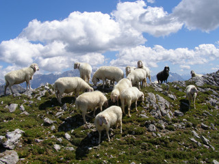 Fototapeta premium Herd of sheep in the Alps